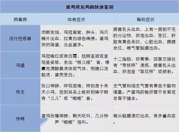 2025新澳今晚资料鸡号几号|飞速释义解释落实